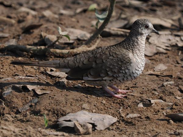 Zuid-amerikaanse incaduif (Columbina squammata)